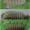 mel triv fascelis larva5afthib volg1